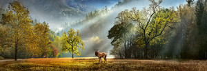 Heye-Puzzle 1000 Teile: Einsamer Hirsch am Waldrand
