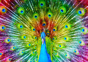 Enjoy Puzzle-Puzzle 1000 Teile: Farbenfroher Pfau