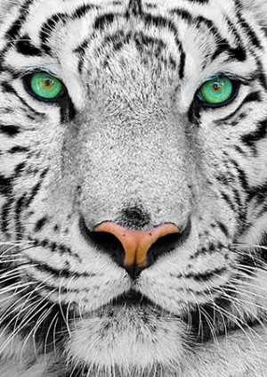 Enjoy Puzzle-Puzzle 1000 Teile: Sibirischer Tiger