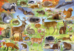 Gibsons-Puzzle 500 Teile: Britisches Waldleben