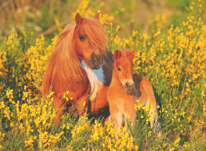 Ravensburger-Puzzle 100 Teile: Shetlandponys
