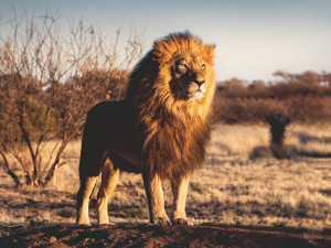 Ravensburger-Puzzle 1500 Teile: Löwe. Der König der Tiere