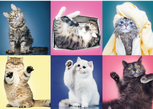 Katzen Collage