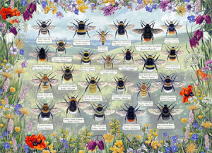 Kleine Bienenkunde