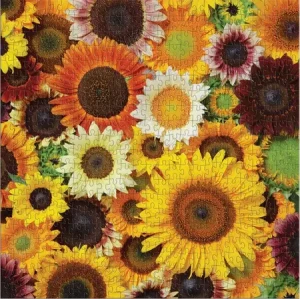 Blühende Sonnenblumen