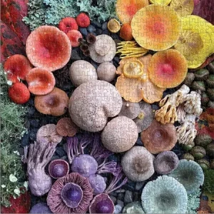 Pilze in voller Blüte