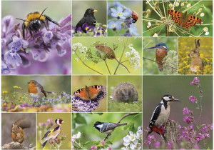 RSPB - Wunder des Wildlebens