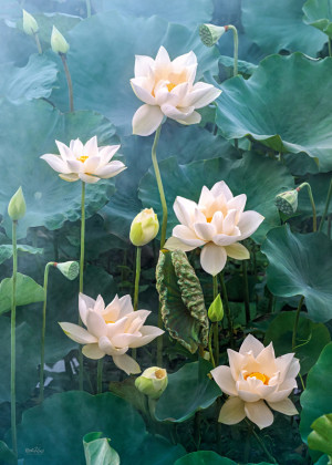 CherryPazzi-Puzzle 1000 Teile: Weiß-blühender Lotus