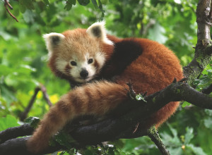 Ravensburger-Puzzle 500 Teile: Süßer roter Panda