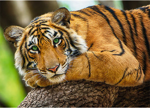 Trefl Puzzle-Puzzle 500 Teile: Tiger Porträt