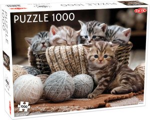 Spielende Katzenkinder