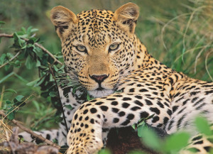 Ravensburger-Puzzle 100 Teile: Vio die Leopardin
