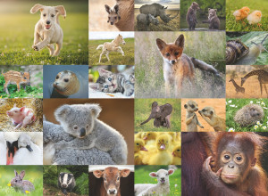 Ravensburger-Puzzle 200 Teile: Süße Tierbabys