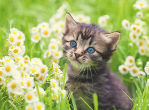 Kätzchen in der Wiese