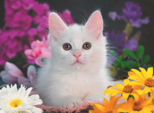 Ravensburger-Puzzle 100 Teile: Glitzerkatze
