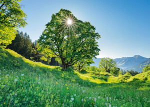 Schmidt-Spiele-Puzzle 1000 Teile: Berg-Ahorn im Sonnenlicht, St. Gallen, Schweiz
