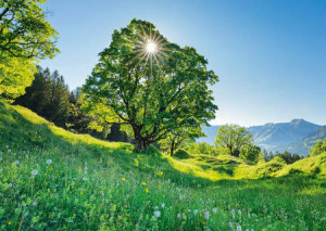 Berg-Ahorn im Sonnenlicht, St. Gallen, Schweiz