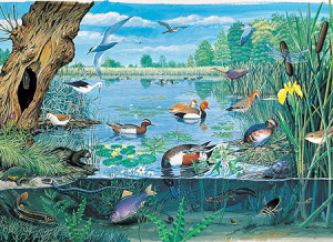 JHG Jigsaws-Puzzle 1000 Teile: Tiere aus Teich und See
