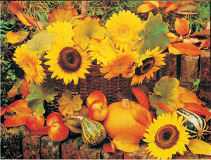 JHG Jigsaws-Puzzle 1000 Teile: Herbsternte mit Sonnenblumen