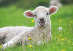 Ravensburger-Puzzle 12 Teile: Unsere Bauernhoftiere
