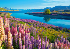 Castorland-Puzzle 500 Teile: Lake Tekapo, Neuseeland