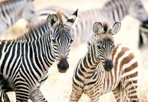 Castorland-Puzzle 1000 Teile: Junge Zebras