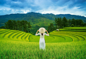 Reisfelder, Vietnam