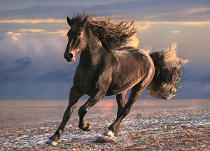 Clementoni-Puzzle 1000 Teile: Black Beauty
