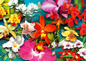 Bunte Orchideen