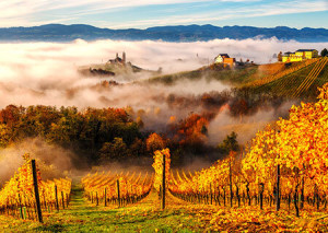 Sonnenaufgang in den Weinbergen