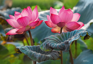 CherryPazzi-Puzzle 500 Teile: Rosafarbene Lotusblumen