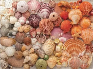 Lebendige Muscheln