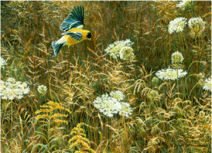 Goldfink auf der Wiese