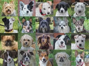 Süße Hundecollage