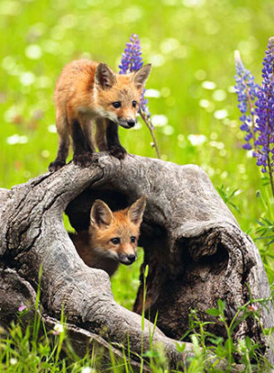 Ravensburger-Puzzle 300 Teile: Freche Füchse