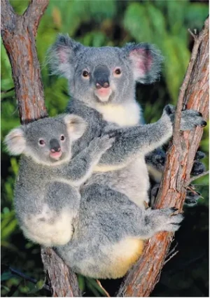 Süße Koalas in den Bäumen