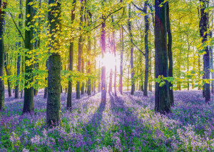 Schmidt-Spiele-Puzzle 1000 Teile: Zarte Glockenblumen im Wald