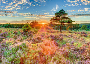 Schmidt-Spiele-Puzzle 1000 Teile: Heide im Sonnenuntergang