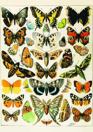 Piatnik-Puzzle 1000 Teile: Butterflies and Moths, Millot