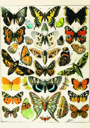 Butterflies and Moths, Millot