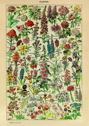 Fleurs, Millot