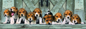 Clementoni-Puzzle 1000 Teile: Süße Beagle-Welpen