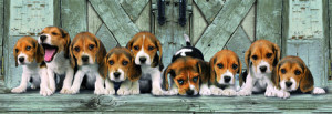 Süße Beagle-Welpen