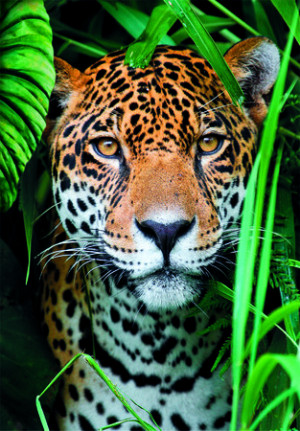 Jaguar im Dschungel