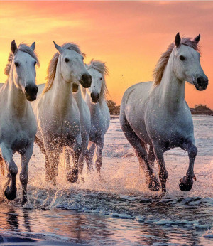 Calypto-Puzzle 500 Teile: Wildpferde am Strand