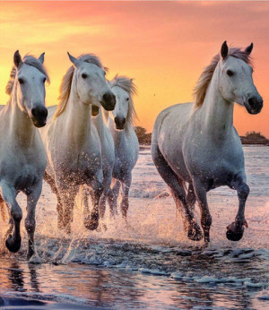 Wildpferde am Strand