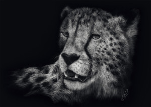 Speed Gepard - Im Zeichen der Anmut