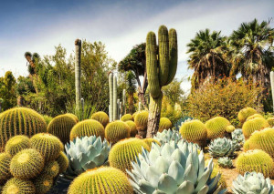 Ravensburger-Puzzle 1000 Teile: The Huntington Desert Garden, California, USA