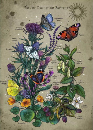Ravensburger-Puzzle 1000 Teile: Der Lebenskreis der Schmetterlinge