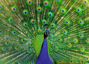 Ravensburger-Puzzle 500 Teile: Blauer Pfau